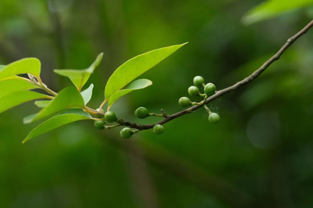 DƬ